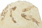 Fossil Fish (Knightia) Mortality Plate - Wyoming #339061-2